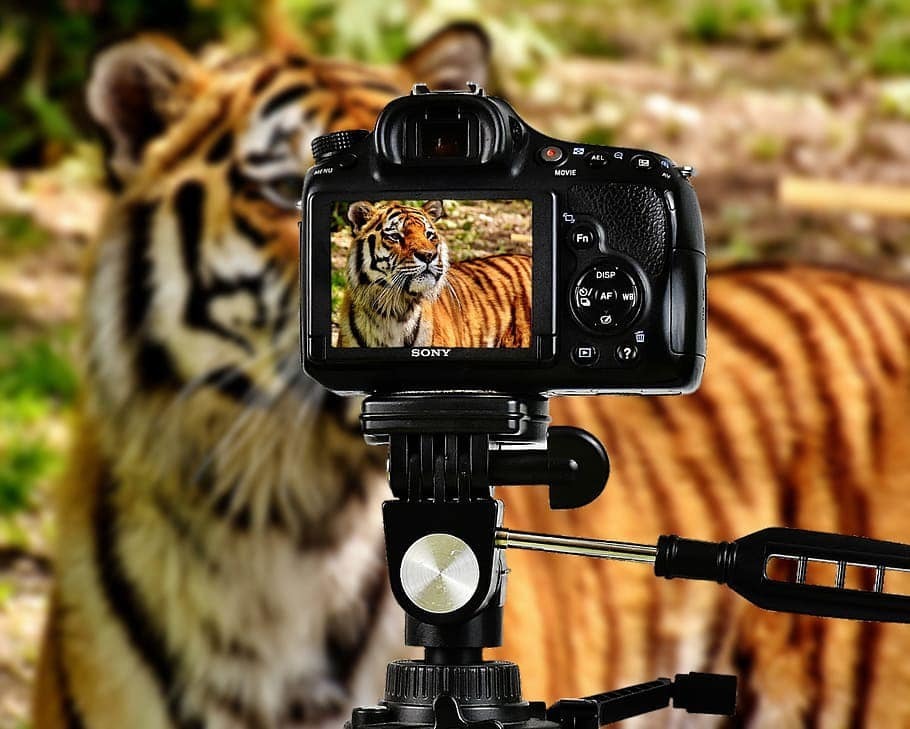 Tiger with a camera